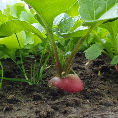 Bahçede yetişen çevre dostu organik kırmızı turp kavramı. Boşluğu kopyala