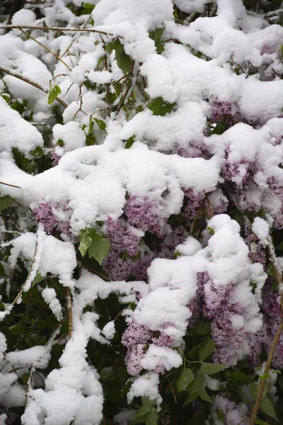 Spring Time Nature Background Snow Lilac Anomaly Weather Climate Change — Stock Photo, Image