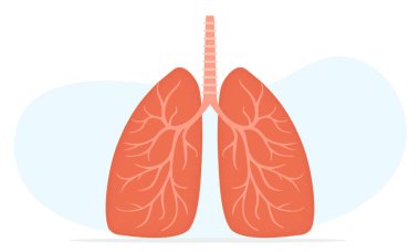 Akciğerler vektör tarzı illüstrasyon, insan nefes borusu