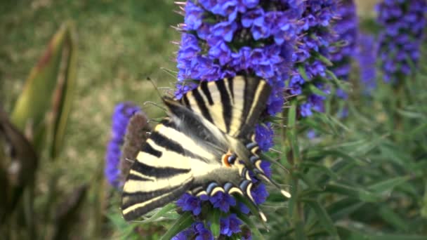 video krásného motýla