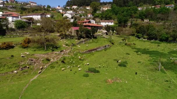 Ferme Avec Serres Moutons — Video