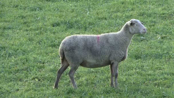 Video Sheep Singing — Stock Video