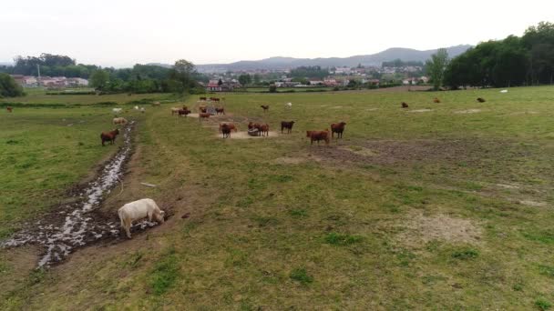 Tehenekről Készült Videó Gazdaságban — Stock videók