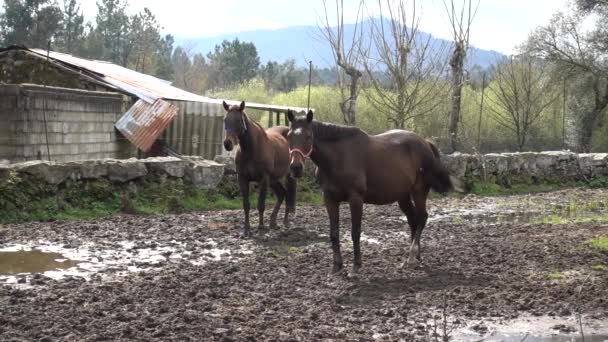 Vídeo Belos Cavalos — Vídeo de Stock