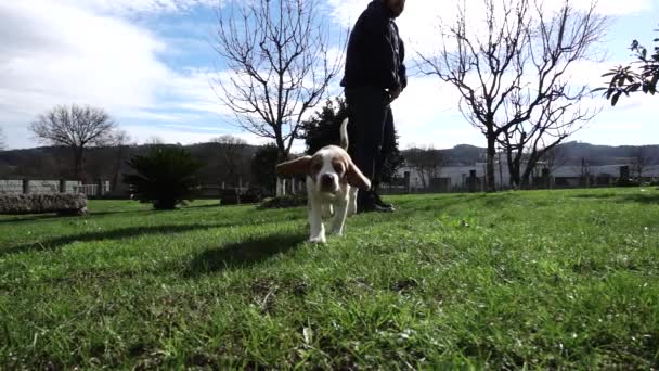 Anjing Berlari Kamera — Stok Video