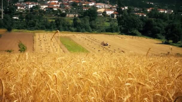 Vídeo Campo Trigo — Vídeo de Stock