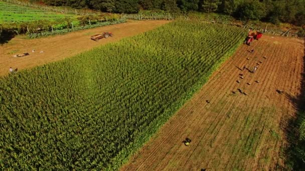 Tiro Aéreo Uma Colheitadeira Que Trabalha Campo — Vídeo de Stock