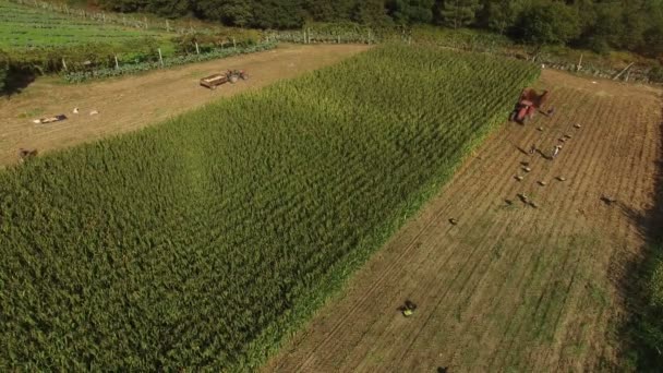 Pessoas Máquinas Industriais Trabalhando — Vídeo de Stock