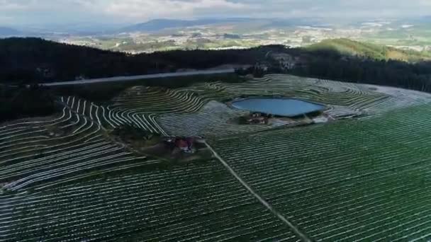 Drone Tiro Plantaciones — Vídeos de Stock