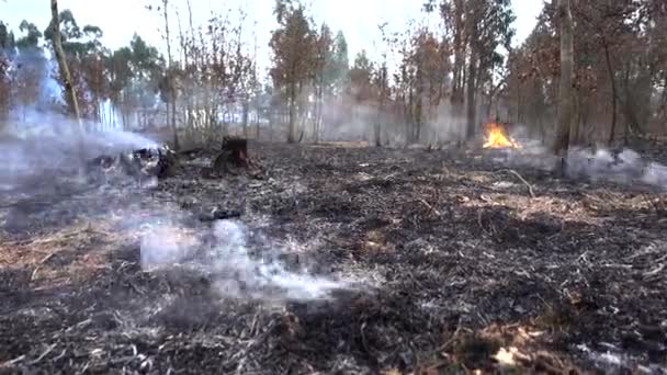 森林火災のビデオ — ストック動画