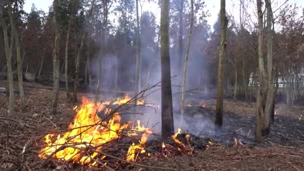 Video Forest Fire — Stock Video