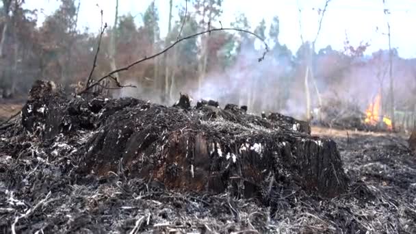 森林火災のビデオ — ストック動画