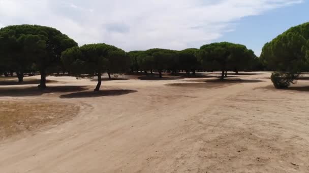 Video Plantación Pinos — Vídeo de stock