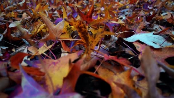 Video Autumn Leaves — Stock Video