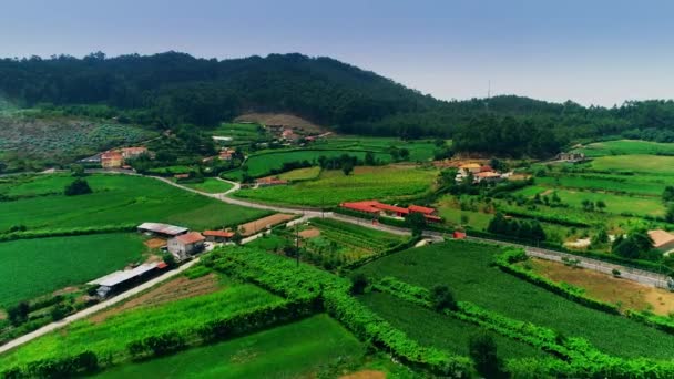 Campos Agrícolas Verdes Vuelo — Vídeo de stock