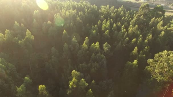 Bei Sonnenuntergang Über Kiefern Fliegen — Stockvideo