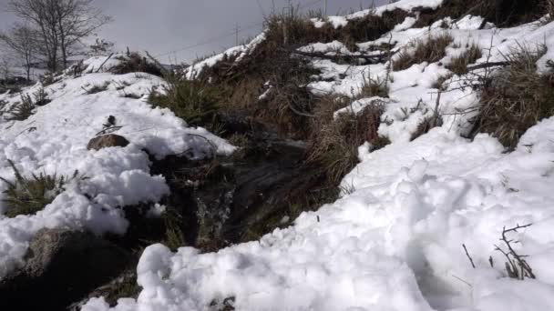 Видео Водного Потока — стоковое видео