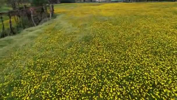 Campo Colza Giallo Vicino — Video Stock