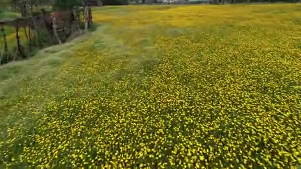 Amarillo Semillas Oleaginosas Flores Campo Paisaje — Vídeo de stock
