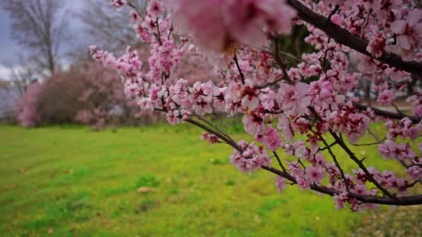 Відео Рожевих Квітів — стокове відео