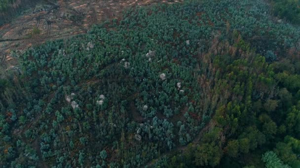森林砍伐的鸟瞰图 — 图库视频影像