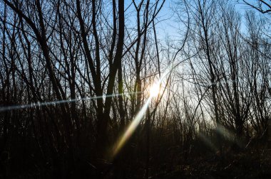 Gün batımında bahar ağaçları. Mavi gökyüzü ve güneş ışınları. Küçük bir orman. İlkbaharda doğanın uyanışı