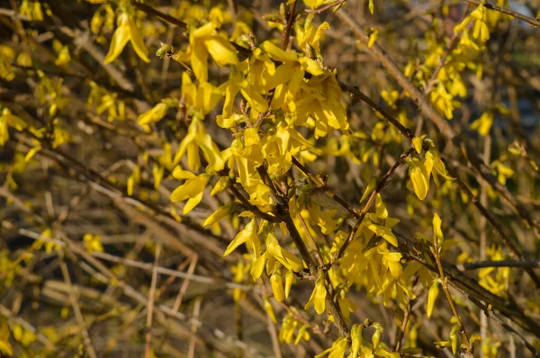 Bloemenstruik Forsythia Gele Bloemen Ontwaken Van Natuur Het Voorjaar — Stockfoto