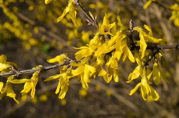 Krzew Kwiatowy Forsycja Żółte Kwiaty Przebudzenie Natury Wiosną — Zdjęcie stockowe