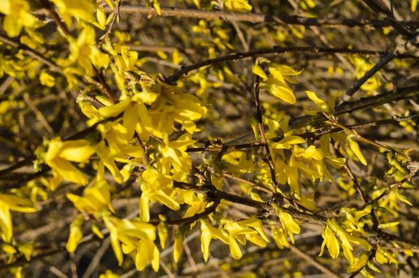 Blombuske Forsythia Gula Blommor Naturens Uppvaknande Våren — Stockfoto