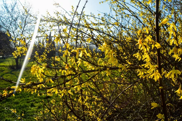 Bloemenstruik Forsythia Bij Zonsondergang Ontwaken Van Natuur Het Voorjaar — Stockfoto