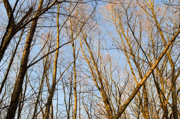 Frühlingsbäume Bei Sonnenuntergang Blauer Himmel Ein Kleiner Wald Erwachen Der — Stockfoto