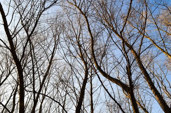 Frühlingsbäume Bei Sonnenuntergang Blauer Himmel Ein Kleiner Wald Erwachen Der — Stockfoto