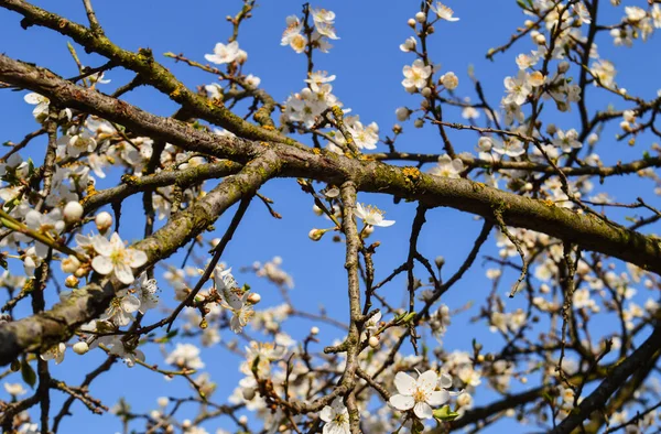Bloeiende Boom Blauwe Lucht Achtergrond Ontwaken Van Natuur Het Voorjaar — Stockfoto