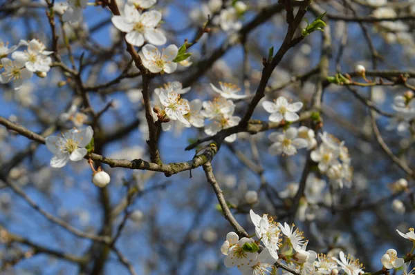 蓝天背景上的开花树 大自然的觉醒 春白花 — 图库照片