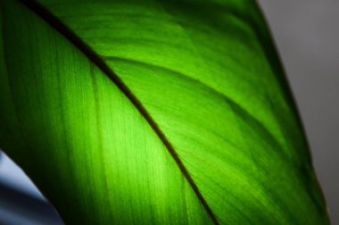 Tropik yeşil yaprak. Tropiklerden parlayan yapraklar. Açık yeşil arka plan. Parlayan yaprak. Yapraktan ışık