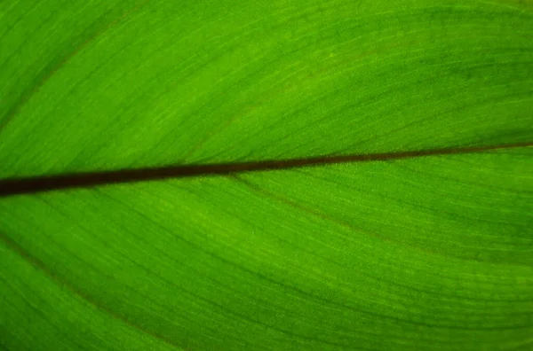 Folha Verde Tropical Luz Verde Fundo — Fotografia de Stock