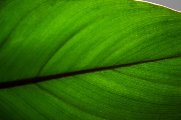 Тропический Зелёный Лист Светло Зеленый Фон — стоковое фото