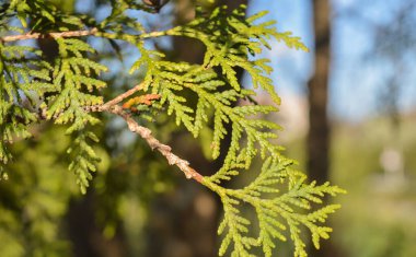 Çam dalları güneş ışınlarıyla dolanır. Güneş ışığındaki parlak yeşil Noel ağacı. Bahar sonu. Baharda parlak orman