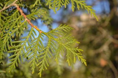 Çam dalları güneş ışınlarıyla dolanır. Güneş ışığındaki parlak yeşil Noel ağacı. Bahar sonu. Baharda parlak orman
