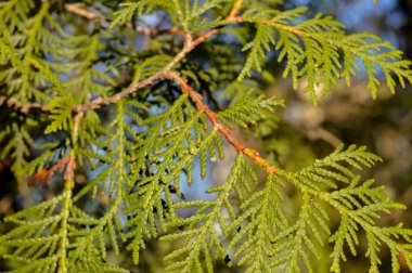 Çam dalları güneş ışınlarıyla dolanır. Güneş ışığındaki parlak yeşil Noel ağacı. Bahar sonu. Baharda parlak orman