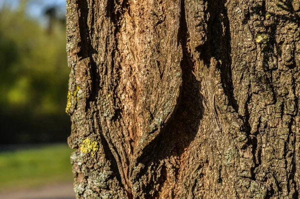 Велике Дерево Лісі Дерево Моху — стокове фото