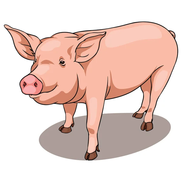 Colorida Ilustración Vectorial Cerdo Objeto Aislado Con Fondo Transparente — Archivo Imágenes Vectoriales