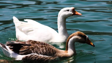 Göldeki sevimli ördekler