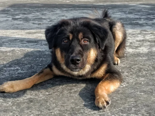 Yerdeki sevimli köpek yavrusu.