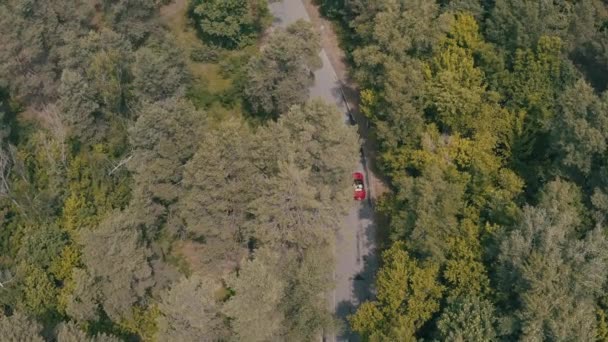 Червоний автомобіль водіння в лісі — стокове відео