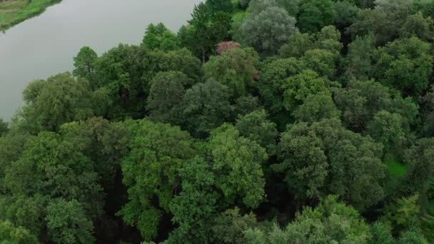 Pohled shora na zelené severní lesy v zálivu — Stock video