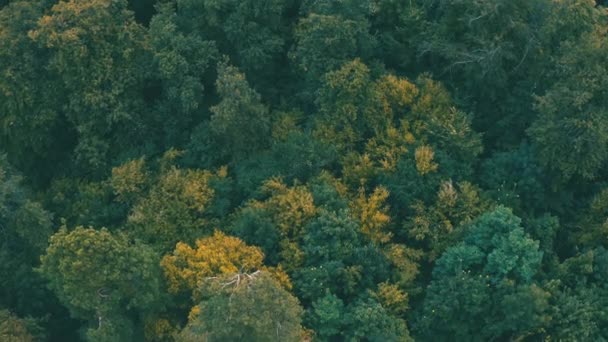 Вид зверху на зелені північні ліси на бухті — стокове відео