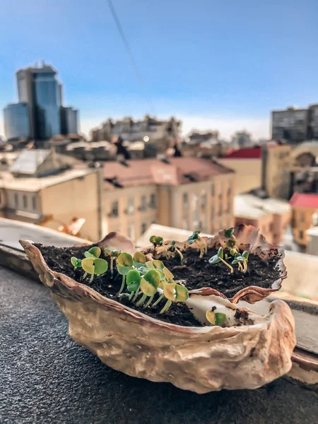  istiridyede mikroyeşil fesleğen filizlenir. filizlerin evde filizlenmesi