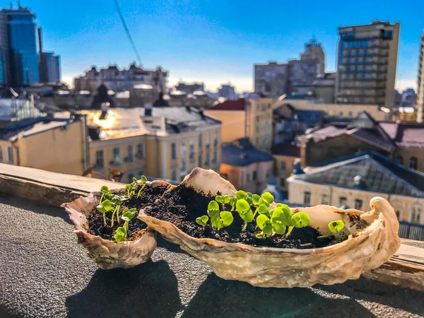  istiridyede mikroyeşil fesleğen filizlenir. filizlerin evde filizlenmesi