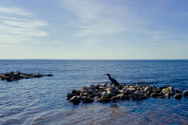 Göçmen kuş karabatak koltuğu kaya üzerinde ve Kyiv denizi üzerinde uçar